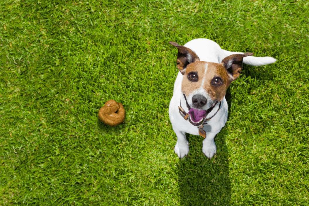 dog standing next to pile of poop in green grass