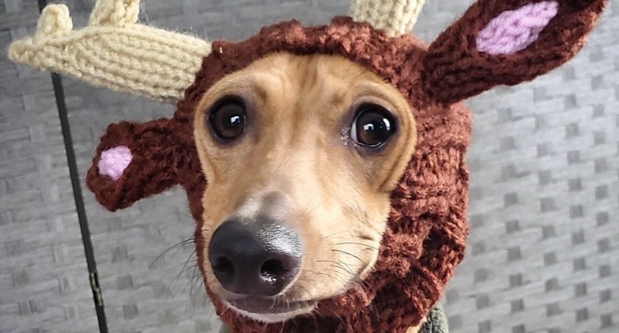 dog reindeer