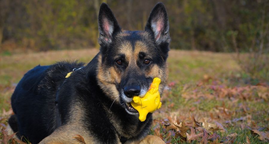 squeak dog toys