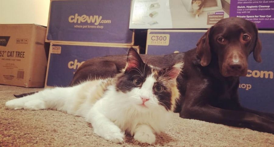 Chewy Savings