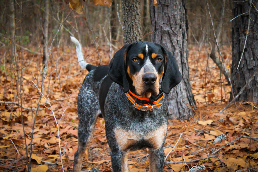 coonhound