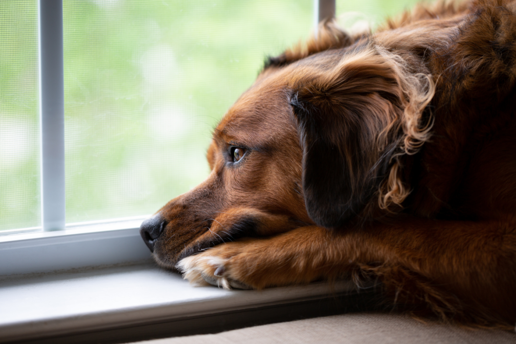 Dog looks out the window.