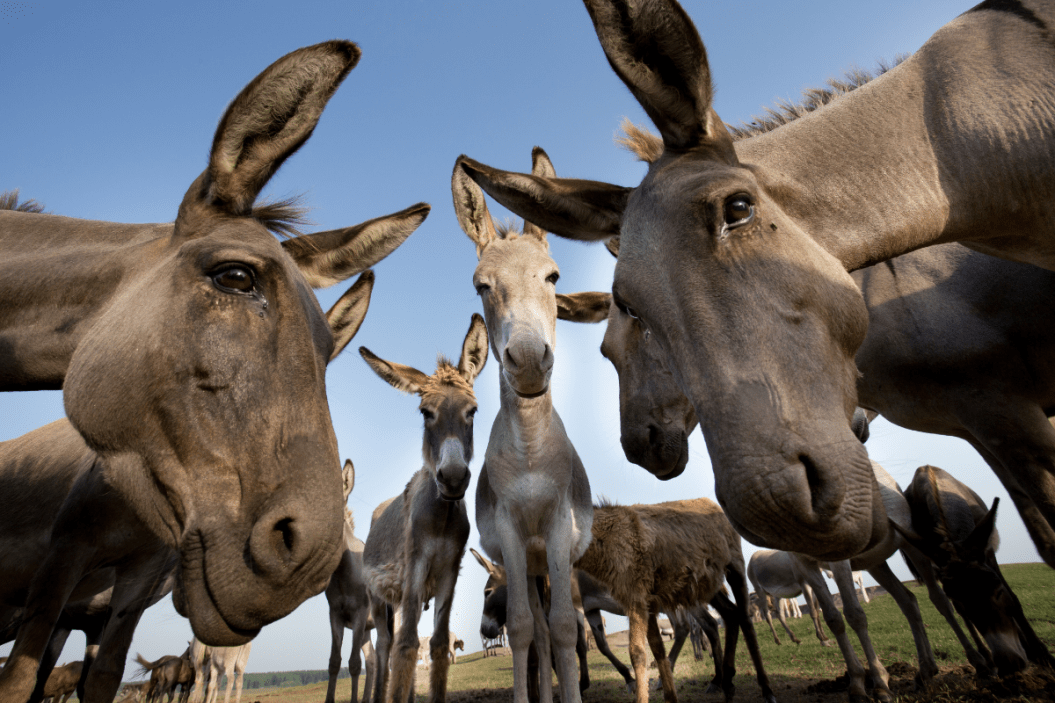 Donkey vs Mule