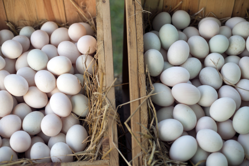 duck eggs vs. chicken eggs