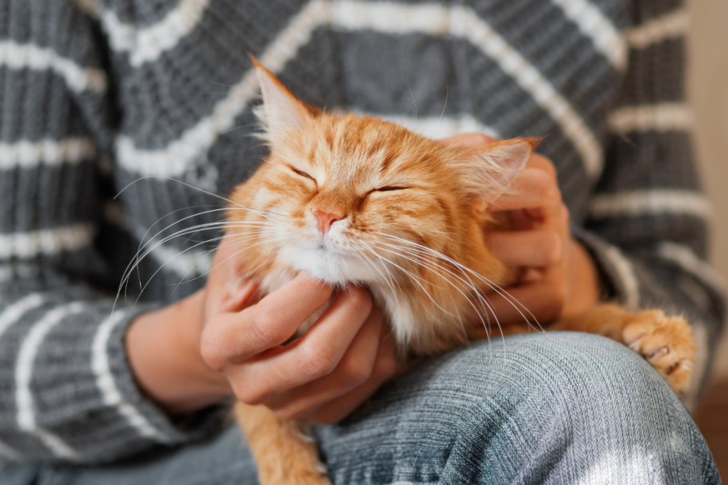 Friendly cat gets scratches under its chin.