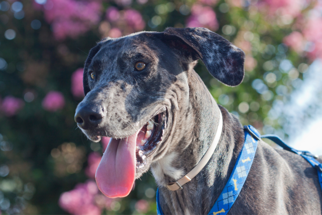 Great Danes