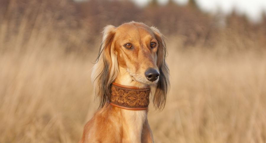 Saluki