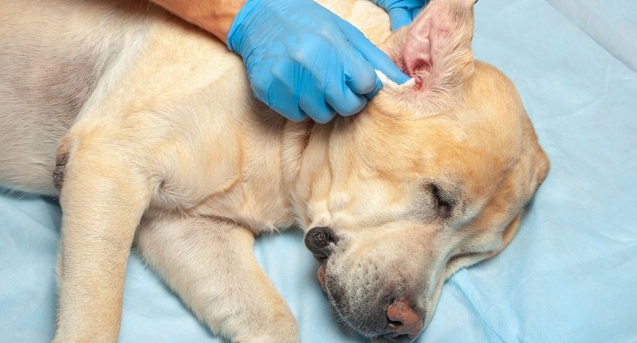 Ear Mites