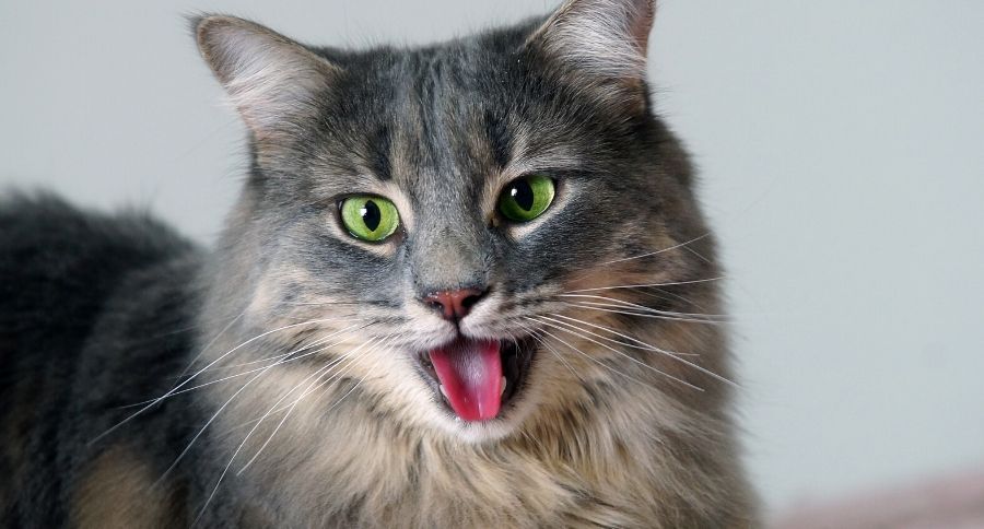 Cat Panting