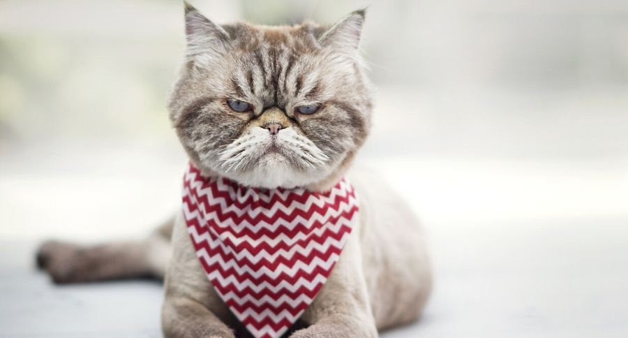 Angry Cat