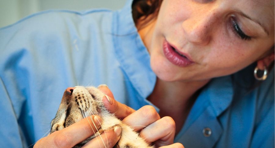 Cat Chin Acne