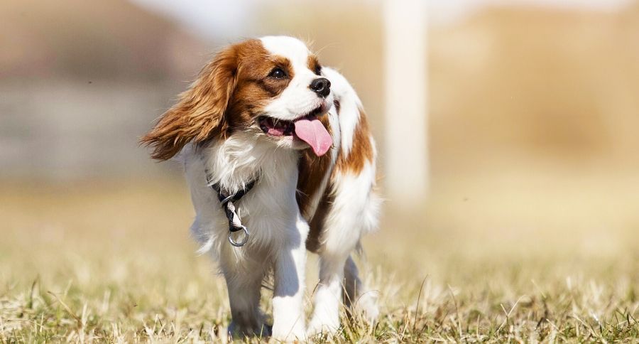 Spaniel