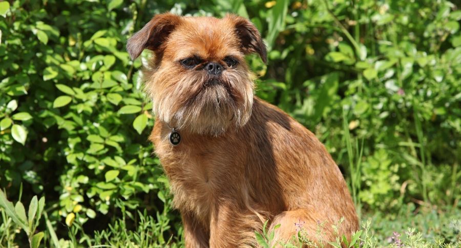 Brussels Griffon