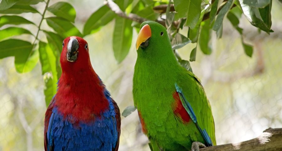 eclectus parrot