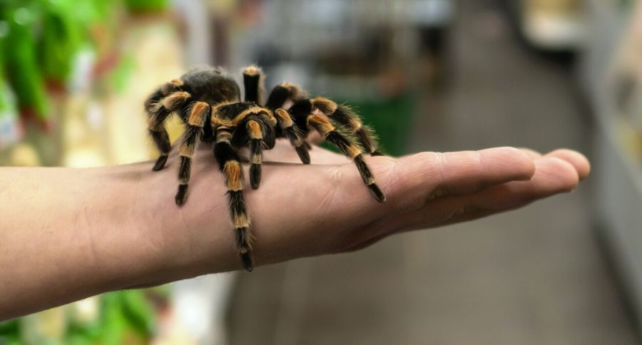 Pet Tarantula