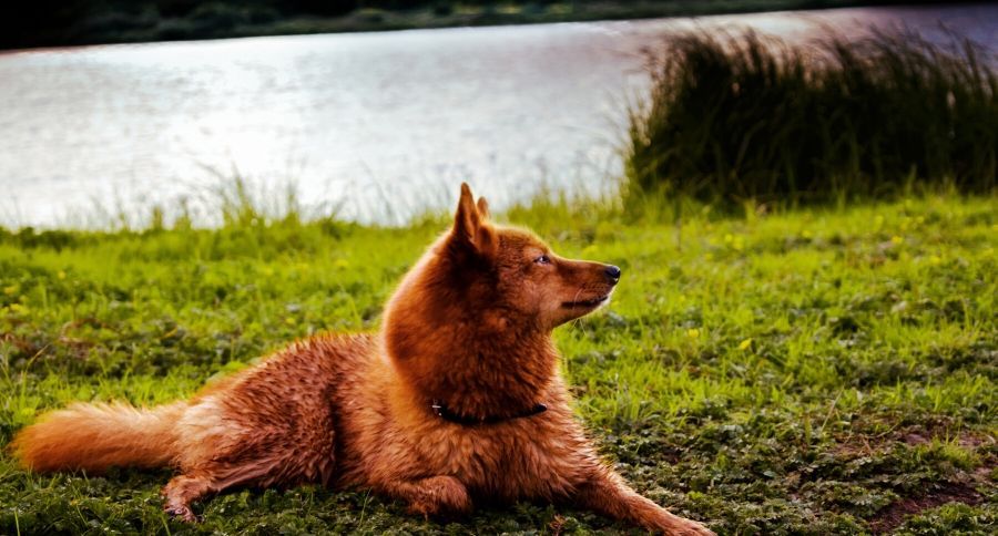 Finnish Spitz