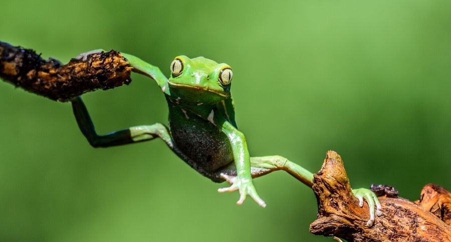 Green Tree Frog