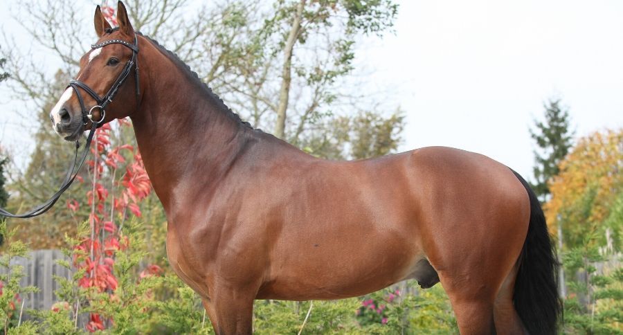 Dutch Warmblood Horse