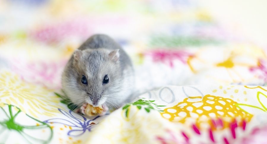 Hamster