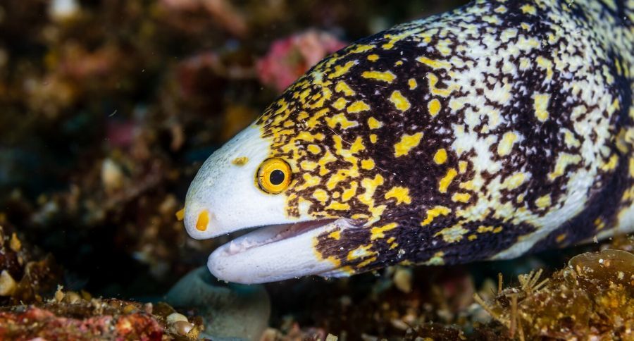 Snoflake Eel
