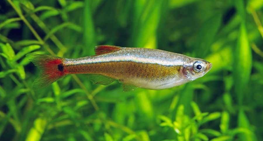 Minnow