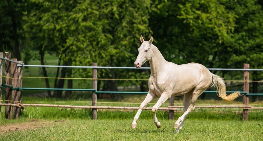 Akhal-Teke