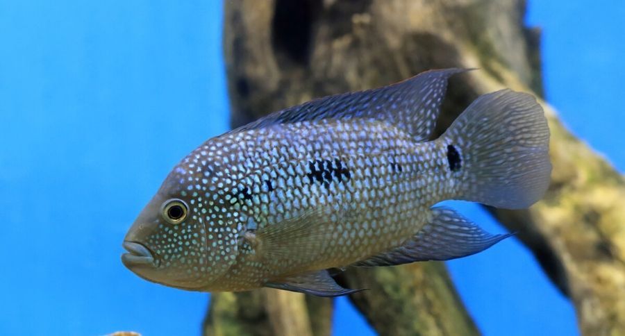 Texas Cichlid