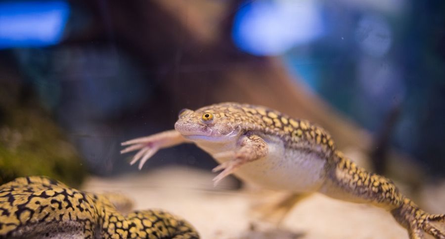 African Clawed Frog