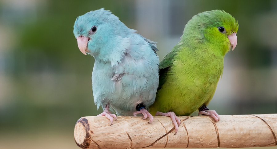 Parrotlet