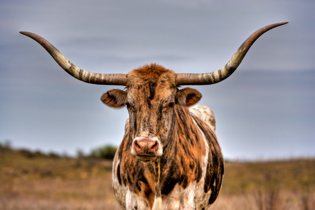 texas longhorn cattle