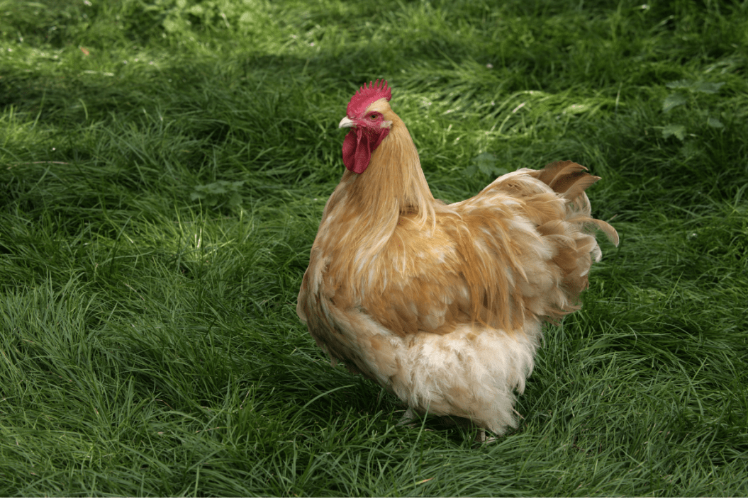 buff orpington chicken