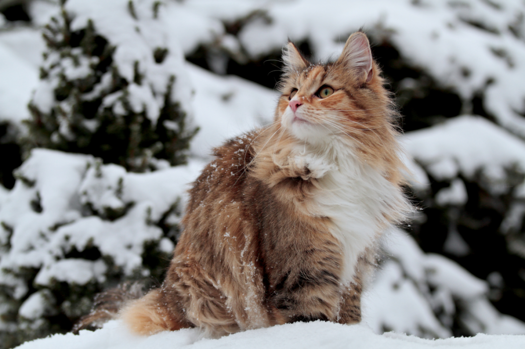 norwegian forest cat