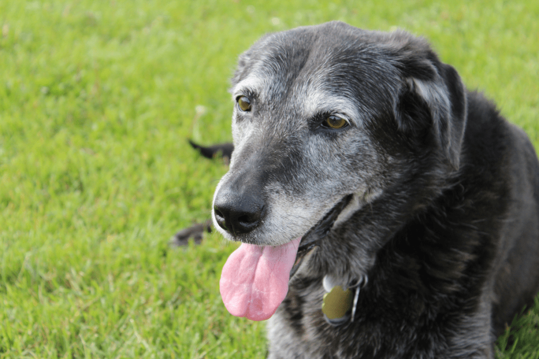 dog panting in grass