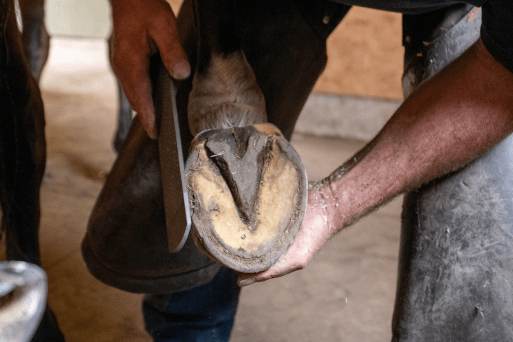 why do horses need shoes