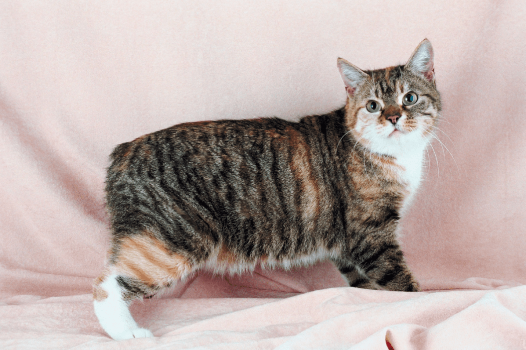 Manx Cat
