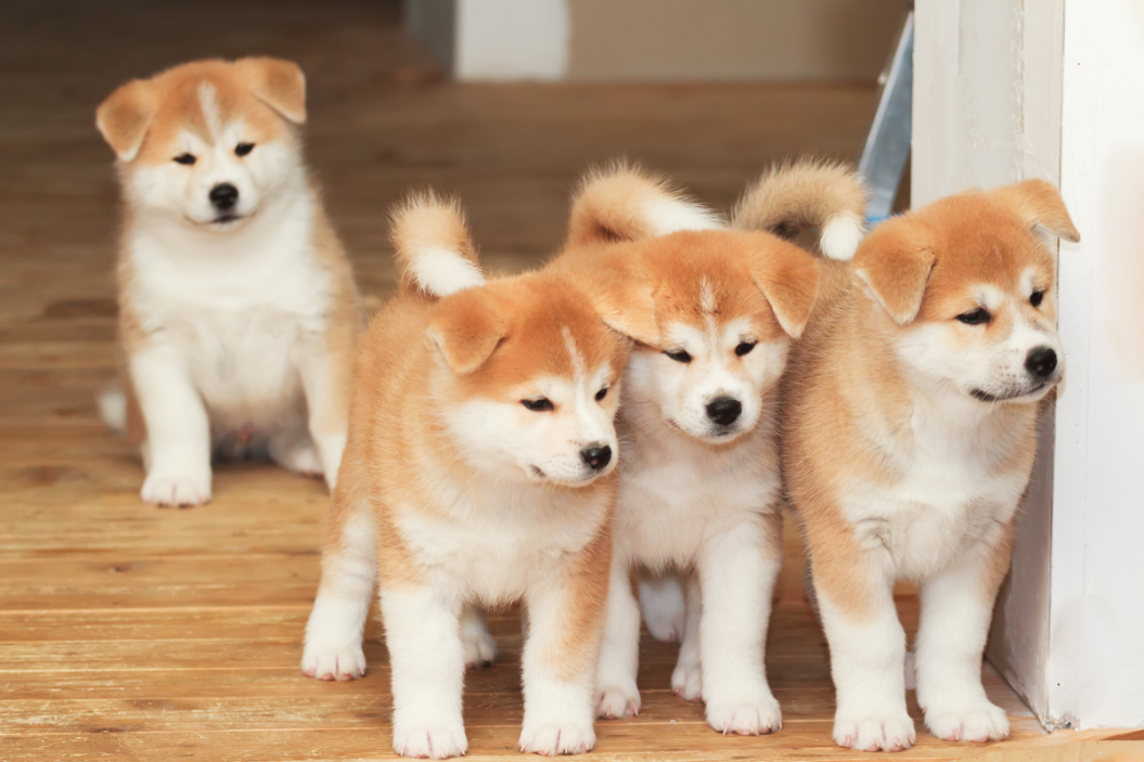 akita dog
