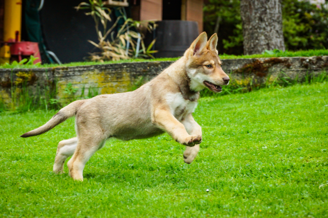 wolfdog