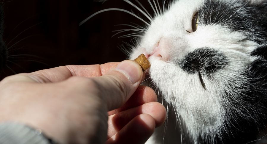 cat eating treat