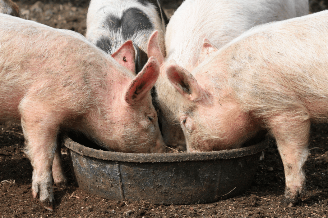 Pigs eating from a trough.