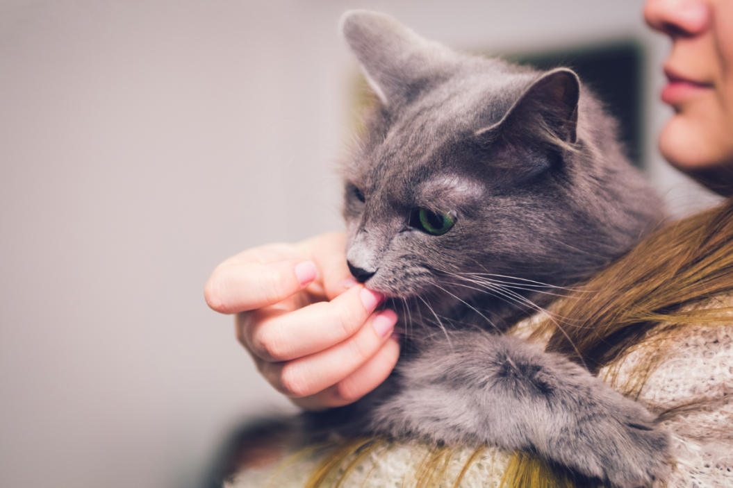 cat licks owners fingers