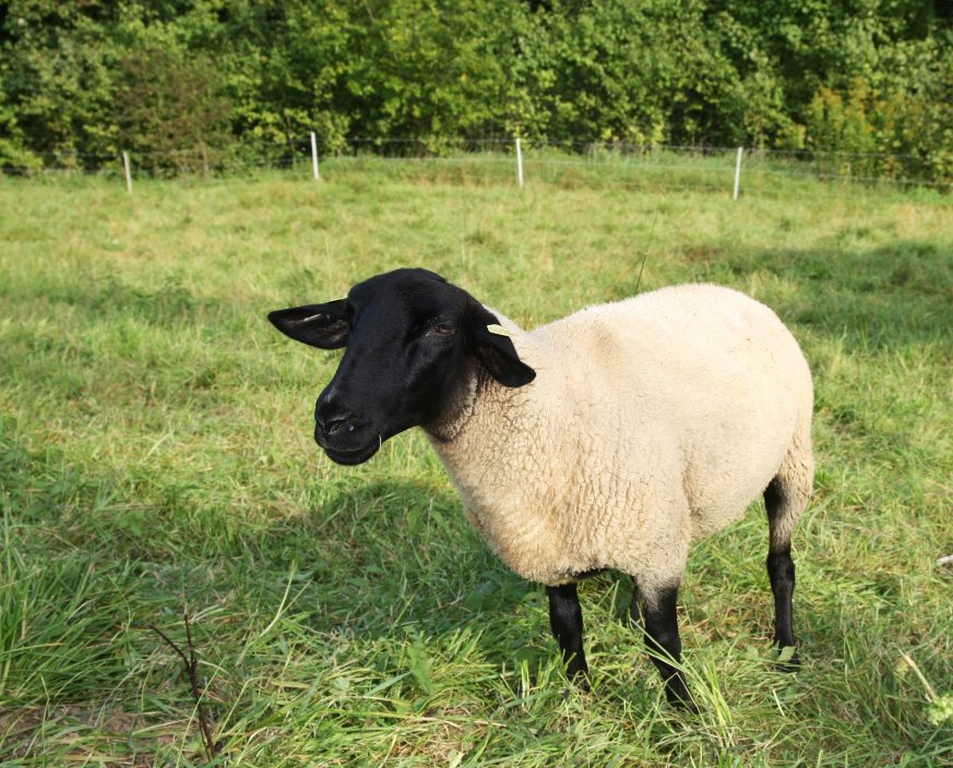 Dorper Sheep