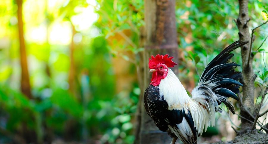 Bantam Roosters