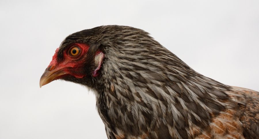 Ameraucana Hen
