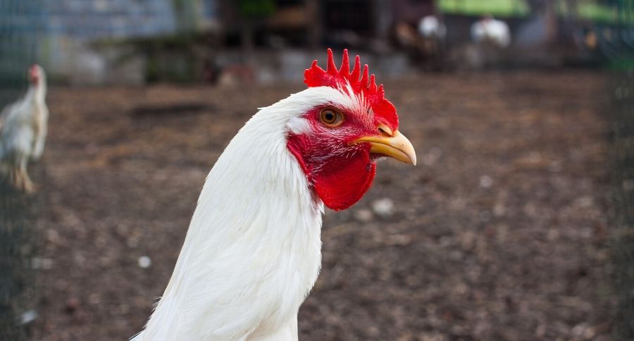 Leghorn