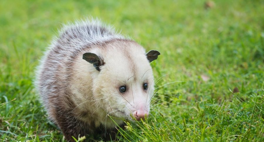 Opossum