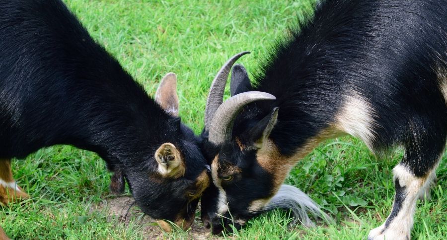 Goats Headbutting
