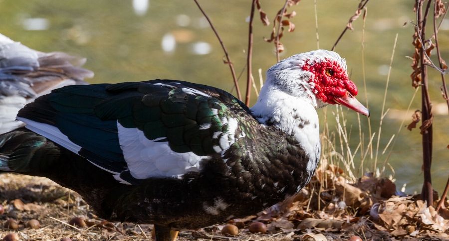 Muscovy Ducks