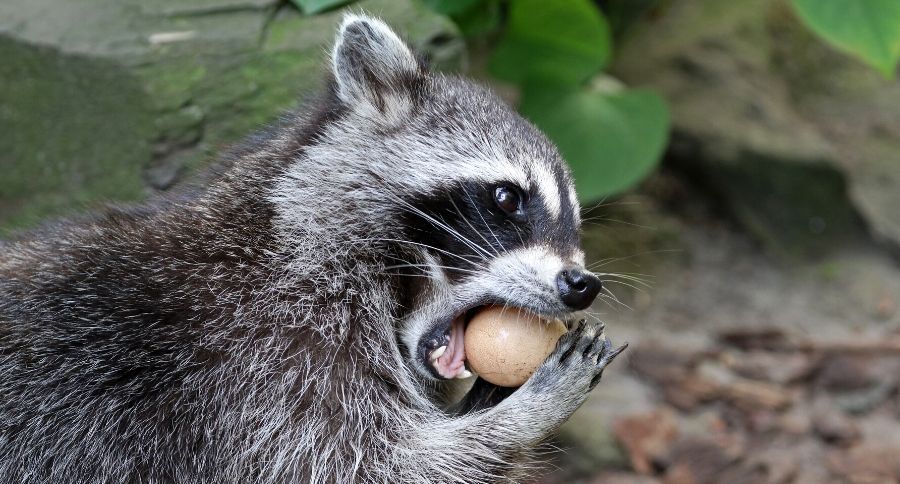 Raccoon