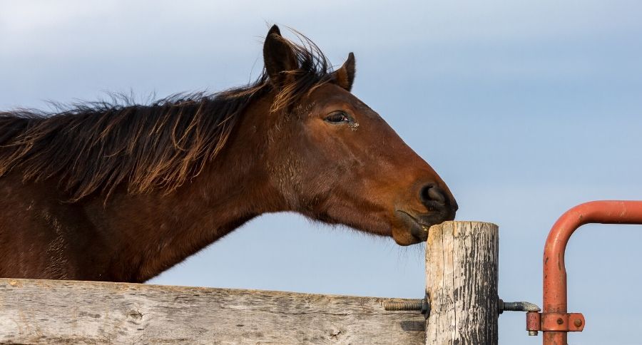 horses cribbing