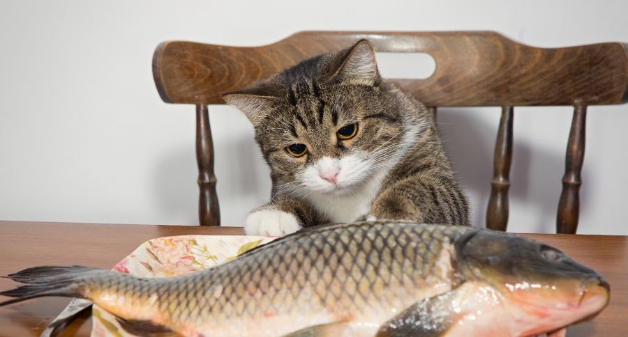 Cat Eating Fish